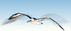 Альбатрос - птица высокого полета